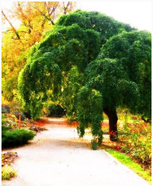 Софора и ее желтые ягоды